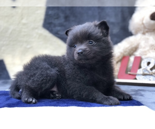 Medium Photo #6 Pomeranian Puppy For Sale in CLAY, PA, USA