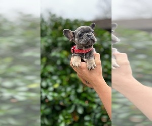 French Bulldog Puppy for sale in ERIAL, NJ, USA