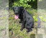 Small #1 Labrador Retriever Mix