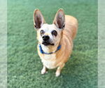 Small #4 Chihuahua Mix