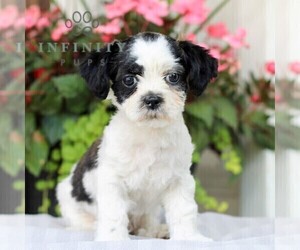 Shih-Poo Puppy for sale in GAP, PA, USA