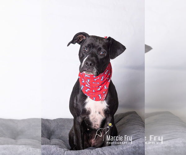 Medium Photo #7 Boxer-Unknown Mix Puppy For Sale in Sanford, FL, USA