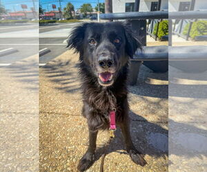 Mutt Dogs for adoption in San Diego, CA, USA