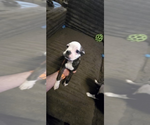 Medium Photo #7 Boston Terrier Puppy For Sale in MITCHELL, IN, USA