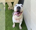 Small #1 American Bulldog Mix