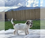 Small Photo #6 Poodle (Standard) Puppy For Sale in GARDNERVILLE, NV, USA