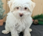 Small #7 Havanese