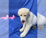 Puppy 7 Golden Labrador