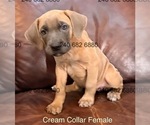Small Photo #5 Cane Corso Puppy For Sale in LA PLATA, MD, USA