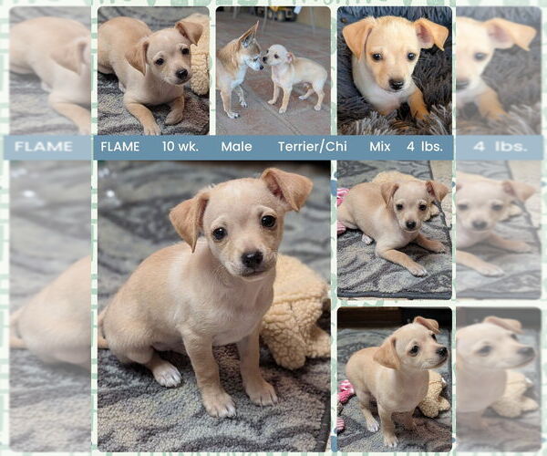 Medium Photo #1 Chihuahua-Unknown Mix Puppy For Sale in Mesa, AZ, USA