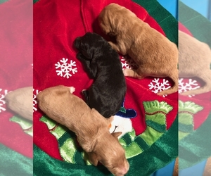 Goldendoodle Puppy for sale in MORGANTOWN, KY, USA