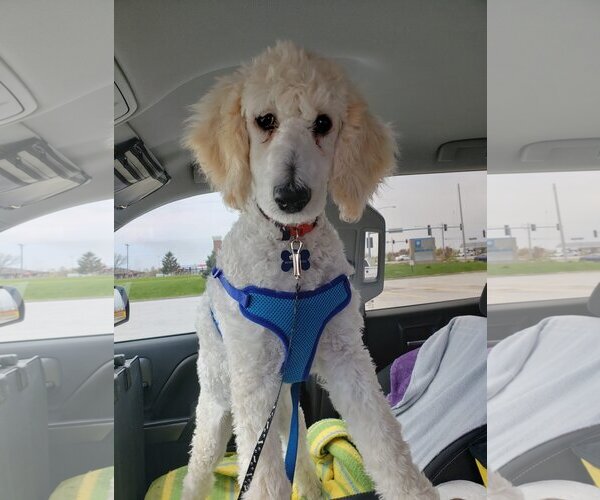 Medium Photo #5 Poodle (Standard) Puppy For Sale in Pacolet, SC, USA