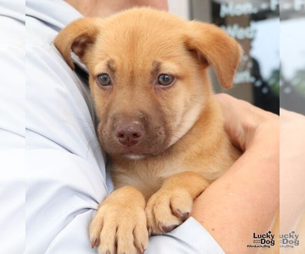 Medium Photo #3 Mutt Puppy For Sale in Washington, DC, USA