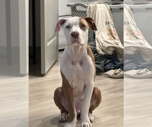 American Pit Bull Terrier-Unknown Mix Dogs for adoption in Oakhurst, NJ, USA