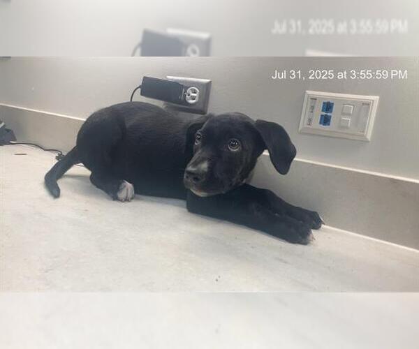 Medium Photo #1 American Pit Bull Terrier Puppy For Sale in Baytown, TX, USA