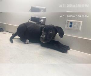American Pit Bull Terrier Dogs for adoption in Baytown, TX, USA