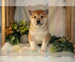 Small Photo #15 Shiba Inu Puppy For Sale in TOPEKA, IN, USA