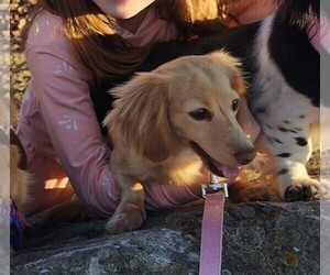 Mother of the Dachshund puppies born on 05/25/2025