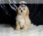 Puppy FOXY Maltipoo