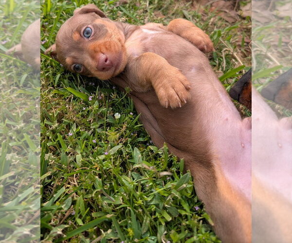 Medium Photo #5 Dachshund Puppy For Sale in Shelbyville, TN, USA