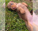 Small #4 Dachshund