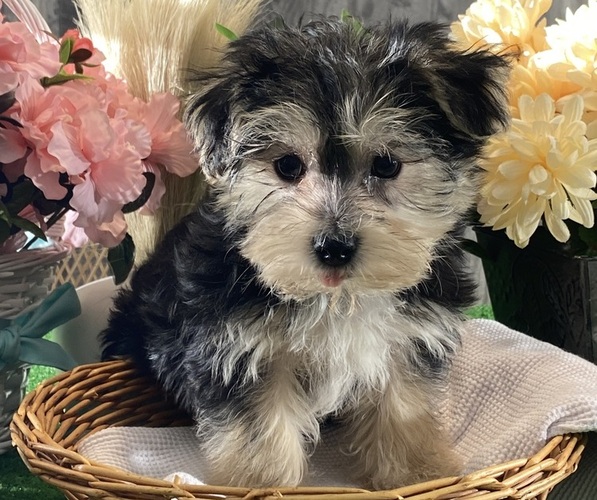Medium Photo #2 Morkie Puppy For Sale in CANOGA, NY, USA