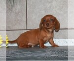 Small Photo #2 Dachshund Puppy For Sale in ANDOVER, OH, USA