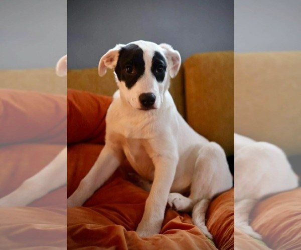 Medium Photo #1 Mutt Puppy For Sale in Duluth, MN, USA