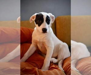 Mutt Dogs for adoption in Duluth, MN, USA