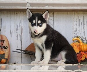 Siberian Husky Puppy for sale in FREDERICKSBG, OH, USA