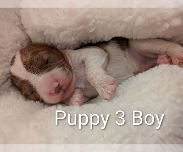 Medium Photo #6 Cavapoo (Miniature) Puppy For Sale in SAINT FRANCIS, MN, USA