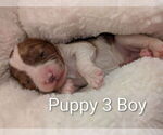 Small #5 Cavapoo (Miniature)