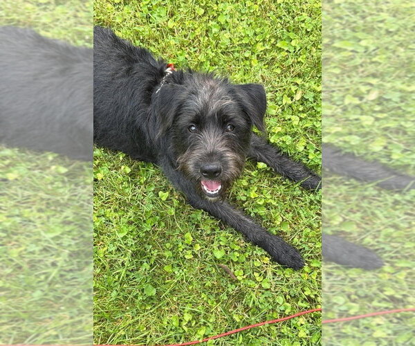 Medium Photo #1 Mutt Puppy For Sale in Springdale, PA, USA