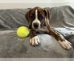 Small Photo #20 Boxer Puppy For Sale in WEST COLUMBIA, SC, USA