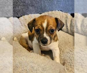 Chug Dogs for adoption in Los Angeles, CA, USA