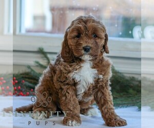 Goldendoodle Puppy for sale in LITITZ, PA, USA