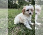 Small #25 Cavapoo-Poodle (Miniature) Mix