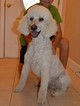 Small Photo #1 Goldendoodle Puppy For Sale in DOWLING PARK, FL, USA