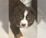 Small #3 Australian Shepherd