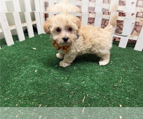 Medium Photo #1 Maltipoo (Miniature) Puppy For Sale in FARGO, ND, USA