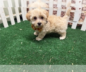 Maltipoo (Miniature) Puppy for sale in FARGO, ND, USA