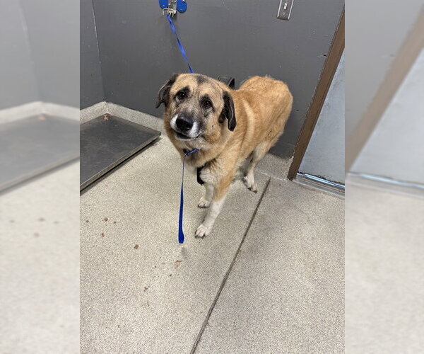 Medium Photo #1 Anatolian Shepherd-Unknown Mix Puppy For Sale in Tallahassee, FL, USA