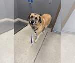 Small Anatolian Shepherd Mix