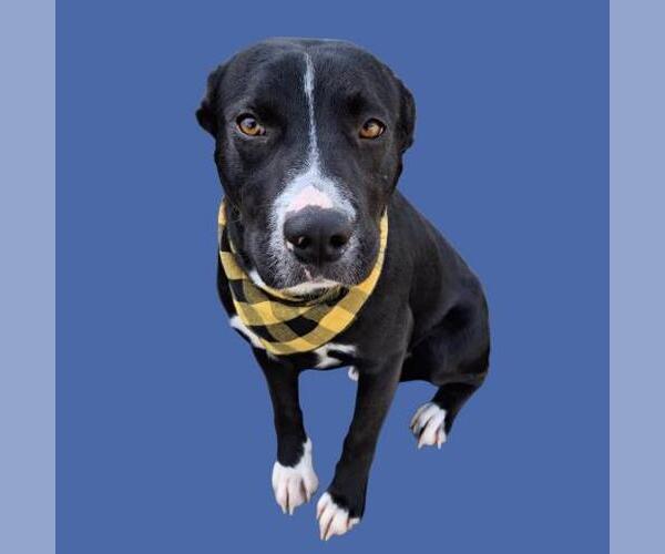 Medium Photo #2 Mutt Puppy For Sale in Bakersfield, CA, USA