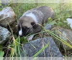 Small #3 Pyrenees Husky