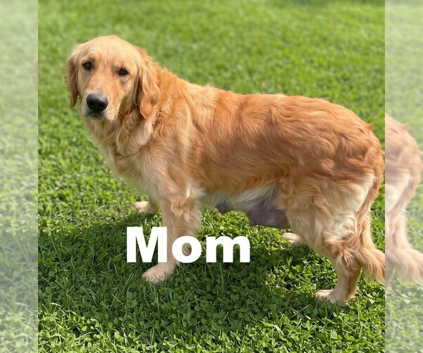Medium Photo #4 Golden Retriever Puppy For Sale in Grovertown, IN, USA