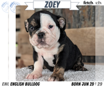 Puppy Zoey English Bulldog