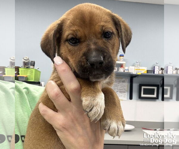 Medium Photo #1 Mutt Puppy For Sale in Washington, DC, USA