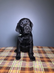 Labrador Retriever Puppy for sale in SPRINGFIELD, MO, USA