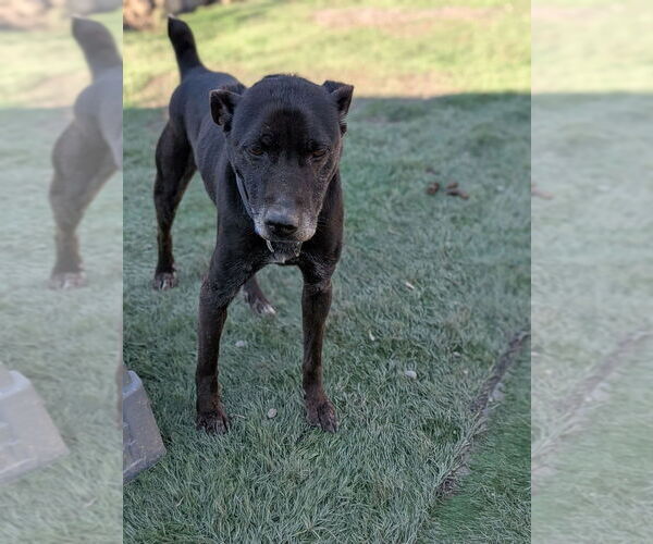 Medium Photo #6 Labrador Retriever-Unknown Mix Puppy For Sale in garner, NC, USA